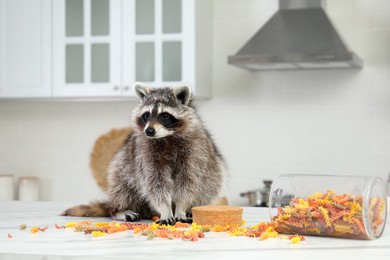 Cute mischievous raccoon playing with uncooked pasta on kitchen table