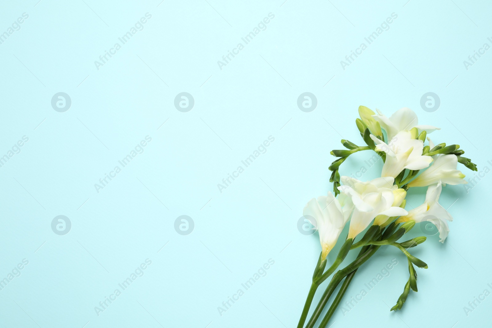 Photo of Beautiful freesia flowers on light blue background, flat lay. Space for text