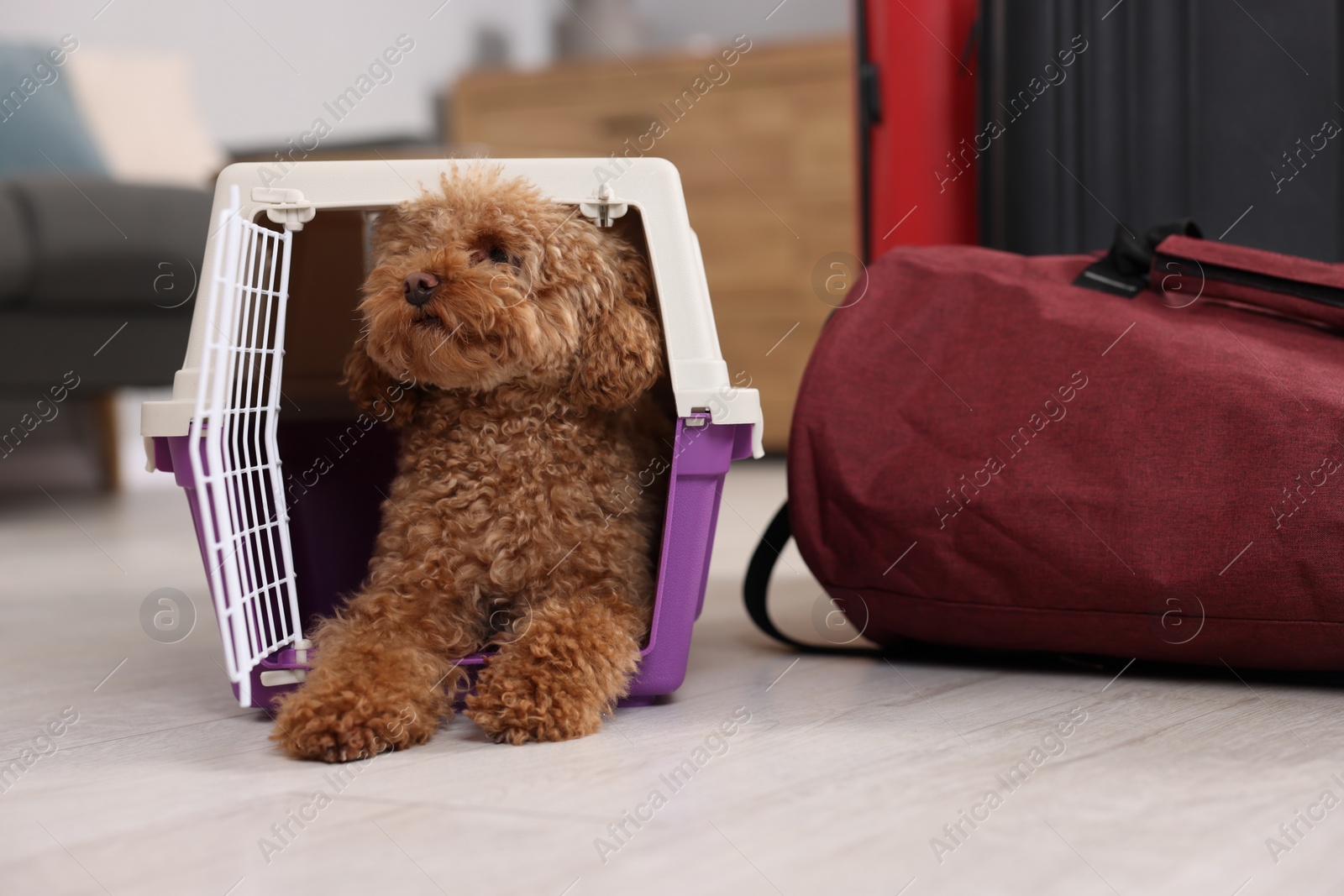 Photo of Travel with pet. Fluffy dog in carrier on floor indoors