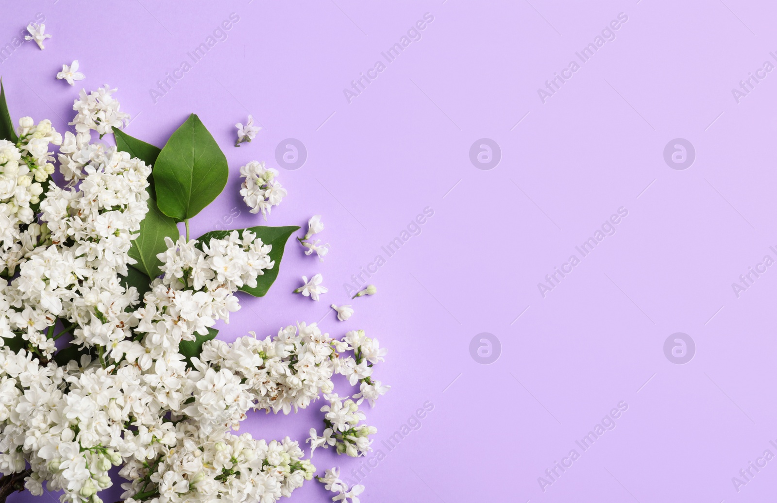 Photo of Blossoming lilac flowers on color background, flat lay. Space for text