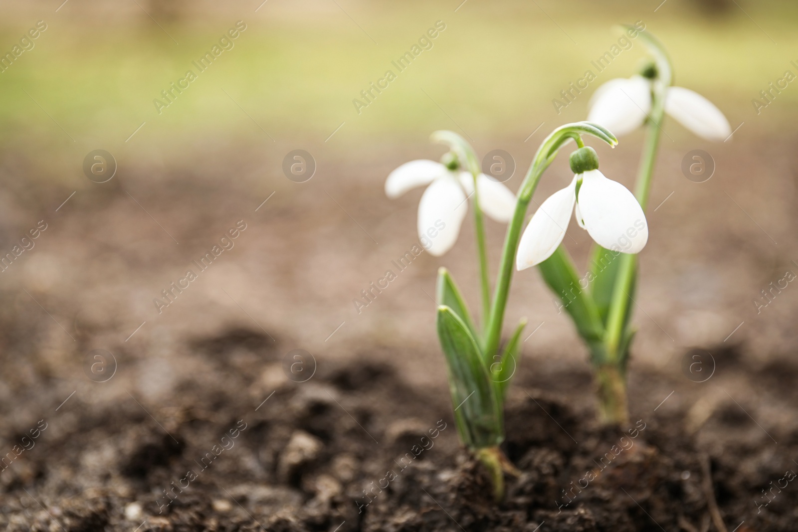 Photo of Fresh blooming snowdrop flowers growing in ground, space for text. Springtime