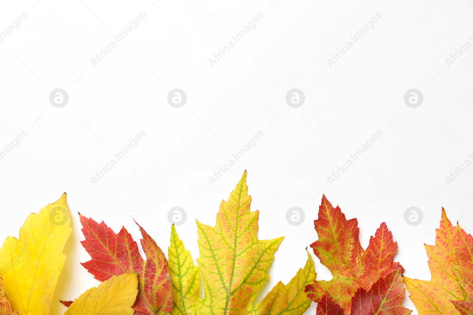 Photo of Colorful autumn leaves on white background, top view