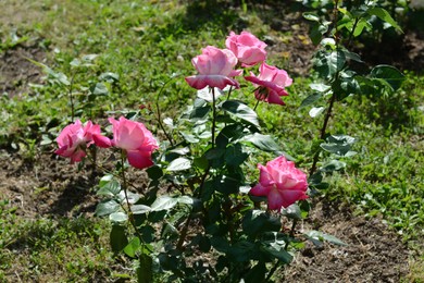 Bush with beautiful pink roses in garden on sunny day