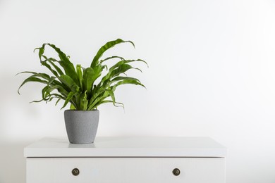 Photo of Beautiful asplenium plant in pot on white chest of drawers indoors, space for text. House decor