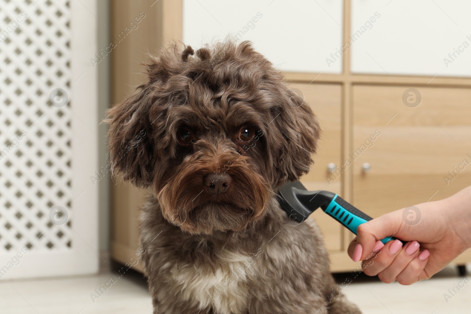 Photo of Woman brushing her cute Maltipoo dog at home, closeup. Lovely pet