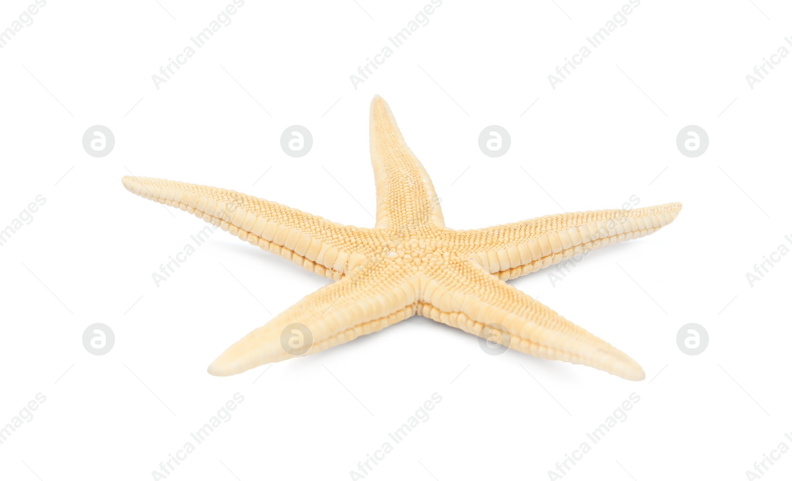 Photo of Beautiful starfish on white background. Beach object