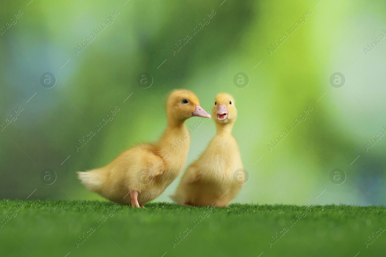 Photo of Cute fluffy ducklings on artificial grass against blurred background, closeup. Baby animals