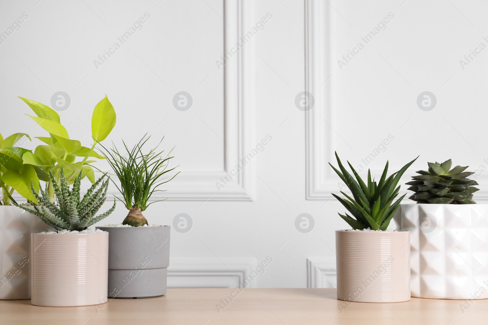 Photo of Different house plants in pots on wooden table. Space for text