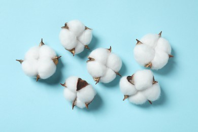 Fluffy cotton flowers on light blue background, flat lay