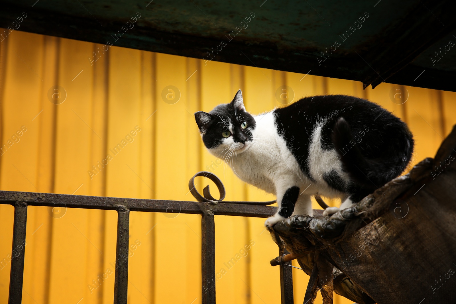 Photo of Cute black and white cat sitting on fence outdoors