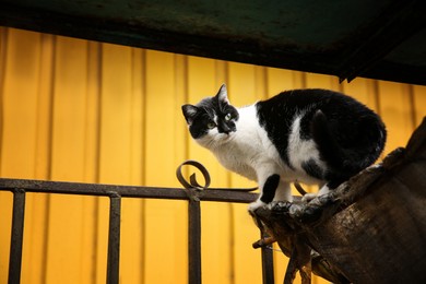 Photo of Cute black and white cat sitting on fence outdoors