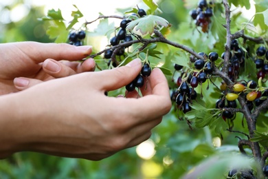 Woman picking black currant berries outdoors, closeup