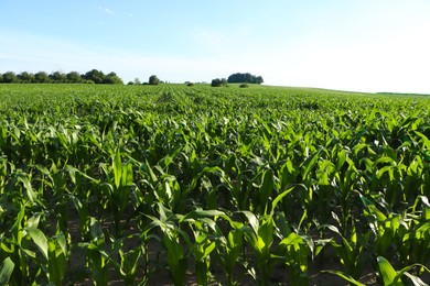 Beautiful agricultural field with green corn plants on sunny day