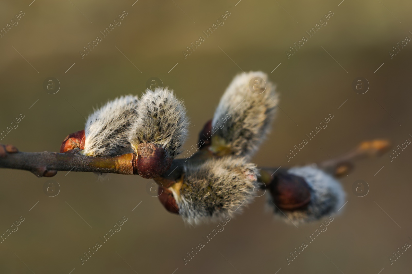 Photo of Beautiful pussy willow branch with catkins outdoors, closeup