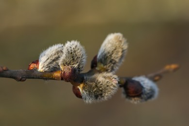 Beautiful pussy willow branch with catkins outdoors, closeup