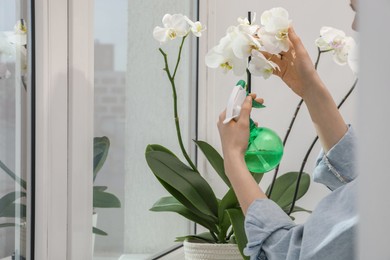 Woman spraying blooming orchid flowers with water near window, closeup. Space for text