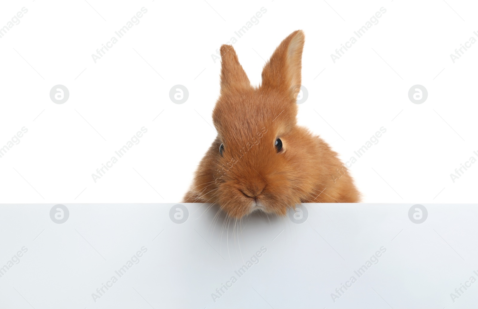 Photo of Adorable fluffy bunny on white background. Easter symbol