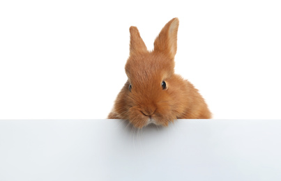 Photo of Adorable fluffy bunny on white background. Easter symbol