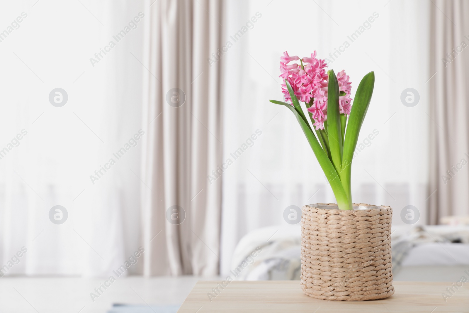 Photo of Beautiful hyacinth in wicker pot on table indoors, space for text. Spring flower