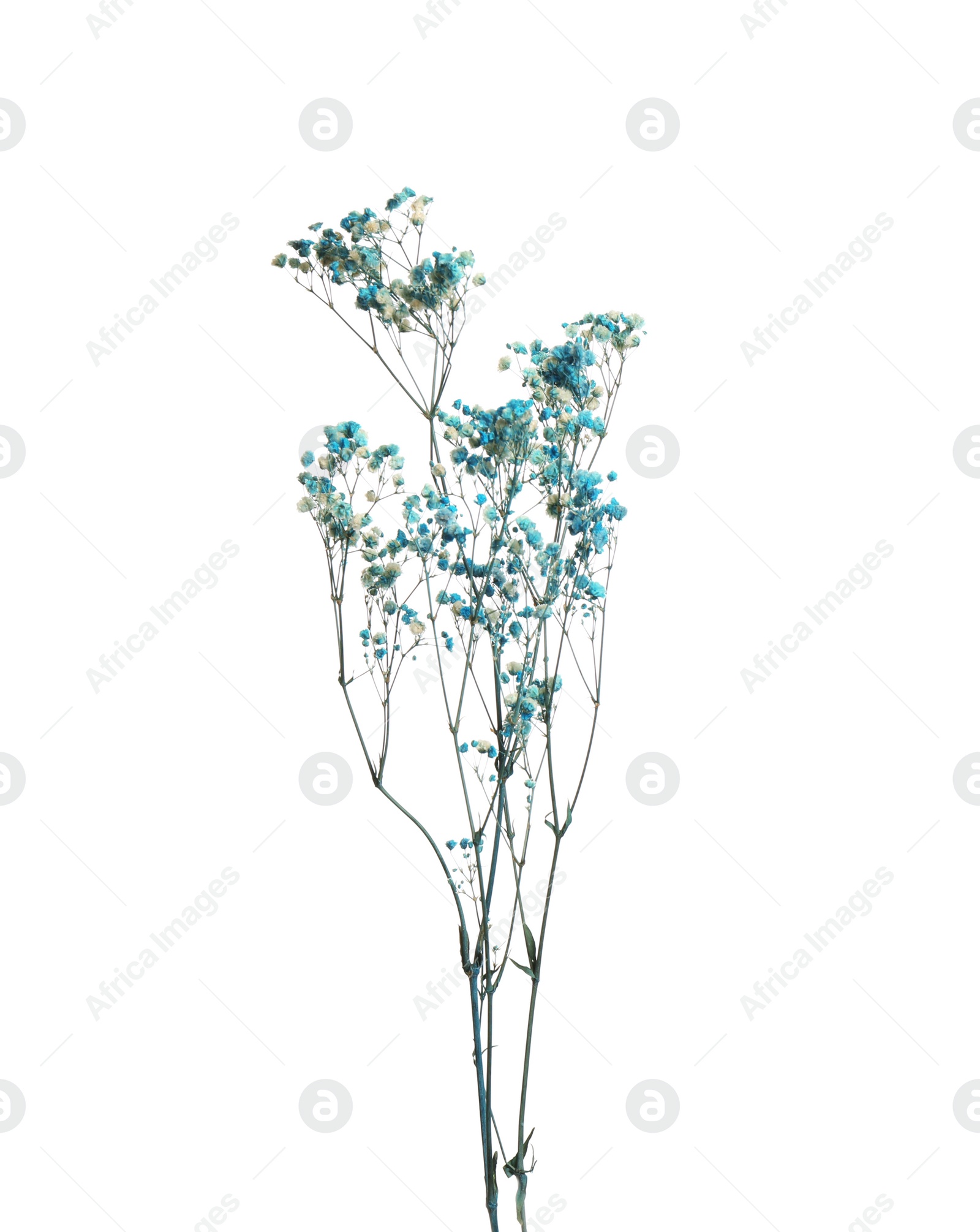 Photo of Beautiful tender dried flowers on white background.