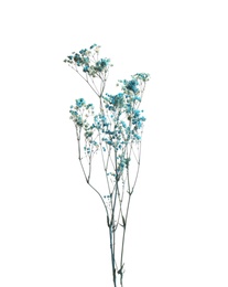 Photo of Beautiful tender dried flowers on white background.