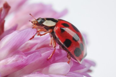 Photo of Red ladybug on pink flower against white background, macro view