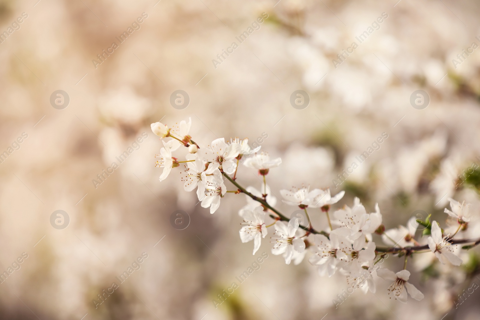 Photo of Closeup view of blossoming tree outdoors on spring day