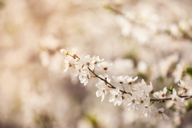 Closeup view of blossoming tree outdoors on spring day