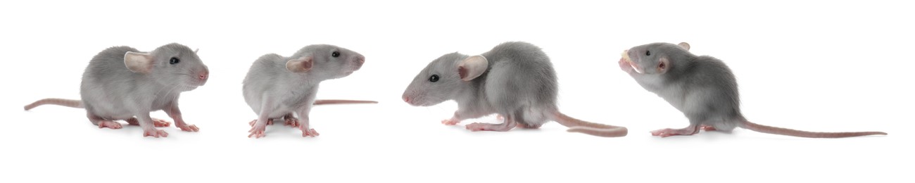 Image of Set of cute little rats on white background. Banner design