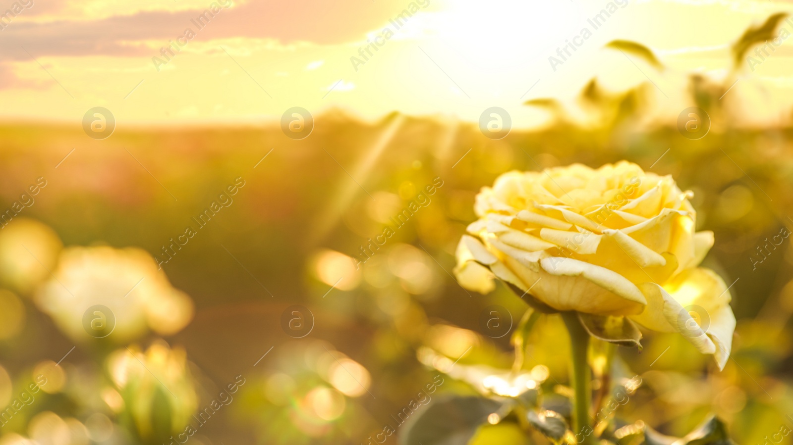 Photo of Beautiful rose in blooming garden on sunny day