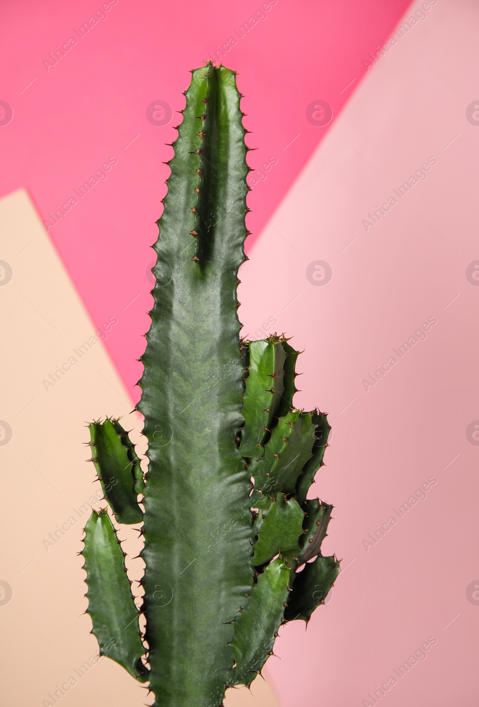 Photo of Beautiful cactus on color background. Tropical plant