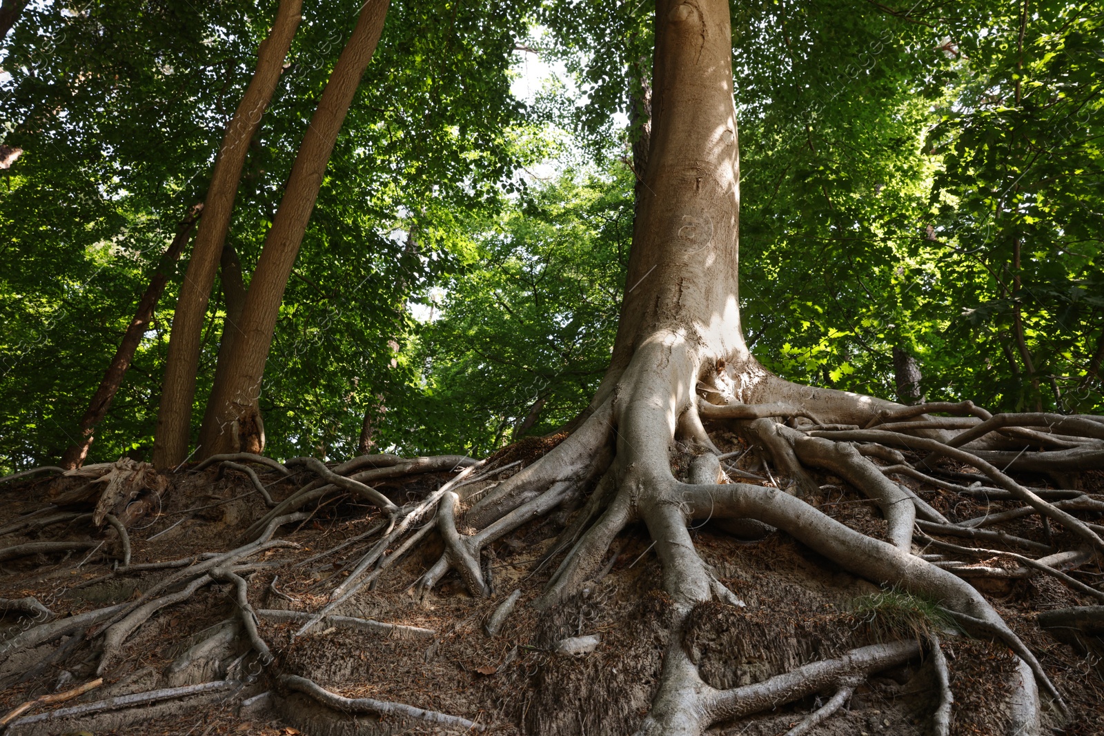 Photo of Tree roots visible through ground in forest