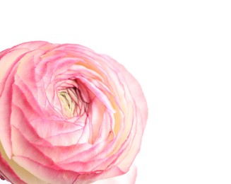 Photo of Beautiful fresh ranunculus flower isolated on white