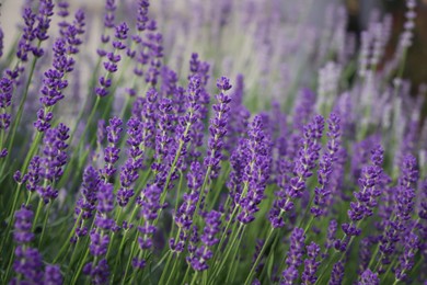 Beautiful blooming lavender plants in field, closeup