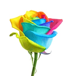 Photo of Amazing rainbow rose flower on white background