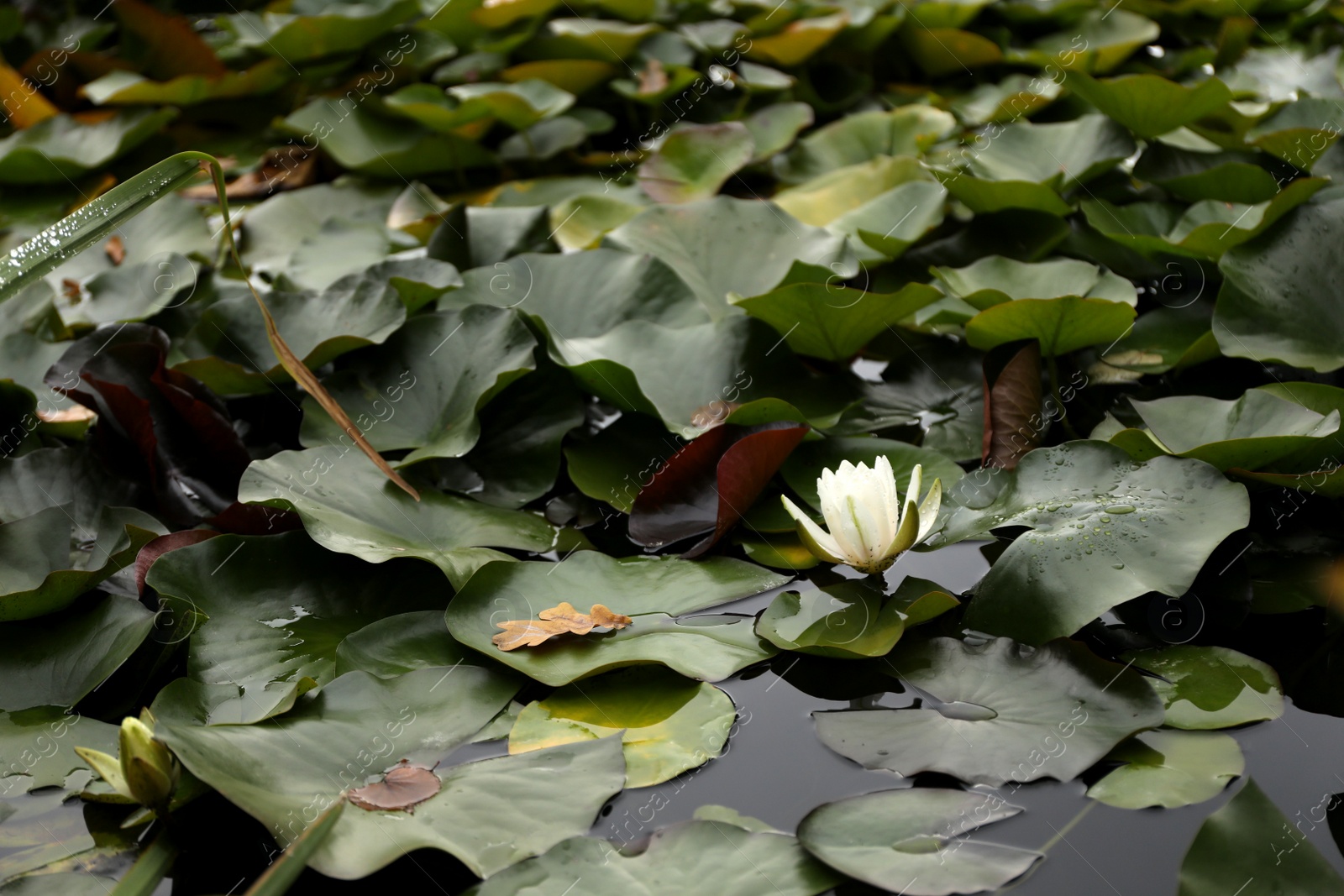 Photo of Beautiful white lotus flower and leaves in pond