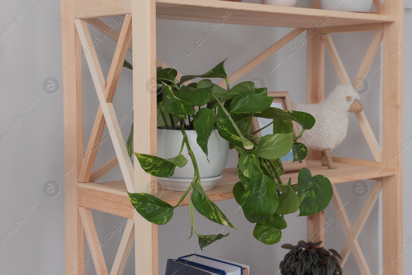 Photo of Beautiful houseplant and home decor on wooden shelving unit near light wall