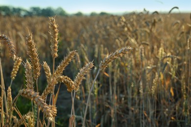 Photo of Wheat field on sunny day, closeup view