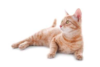 Adorable yellow tabby cat on white background