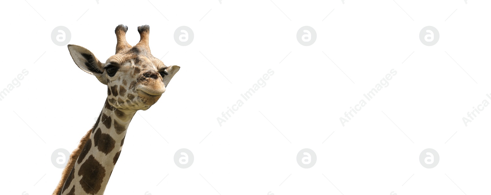 Image of Cute giraffe on white background, space for text. Banner design