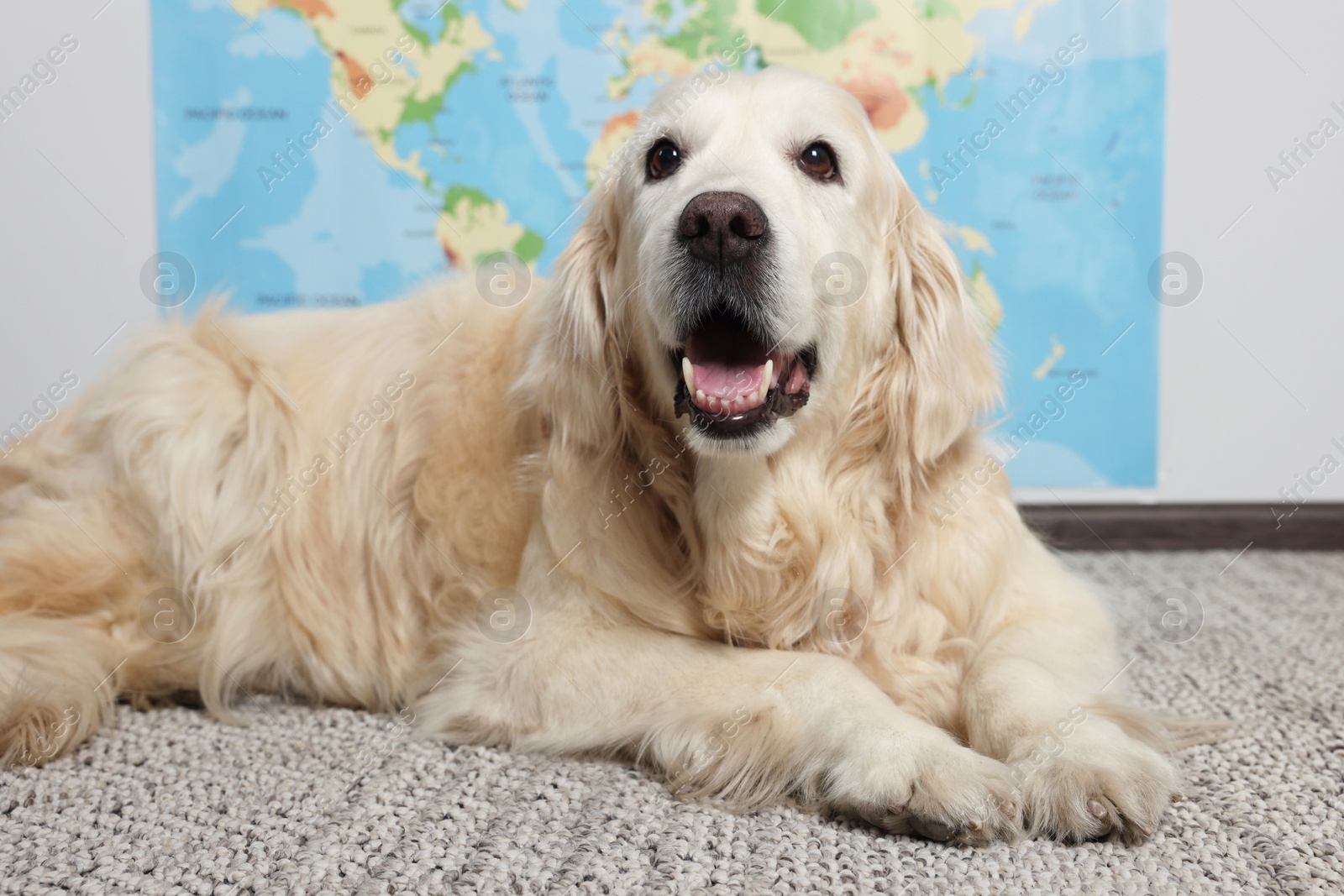 Photo of Cute golden retriever lying on floor near world map indoors. Travelling with pet