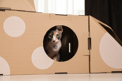 Photo of Cute sphynx cat inside cardboard house in room. Friendly pet