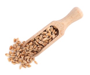 Photo of Wooden scoop with wheat grains on white background, top view