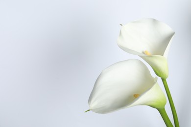 Beautiful calla lily flowers on white background. Space for text