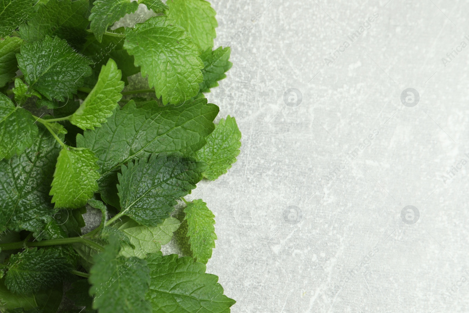 Photo of Fresh green lemon balm leaves on light grey table, flat lay. Space for text