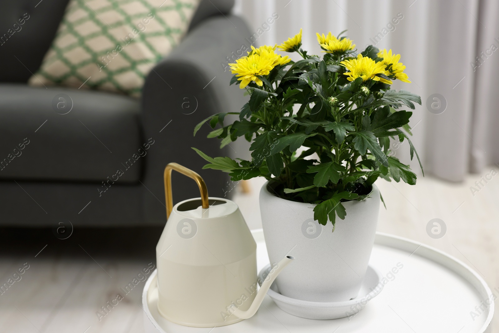 Photo of Beautiful chrysanthemum plant in flower pot and watering can on white table in room, space for text