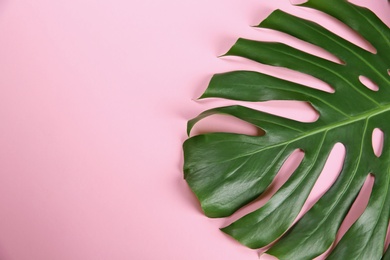 Flat lay composition with tropical leaves on color background