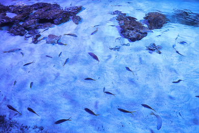 Photo of Pond with small tropical fish in oceanarium