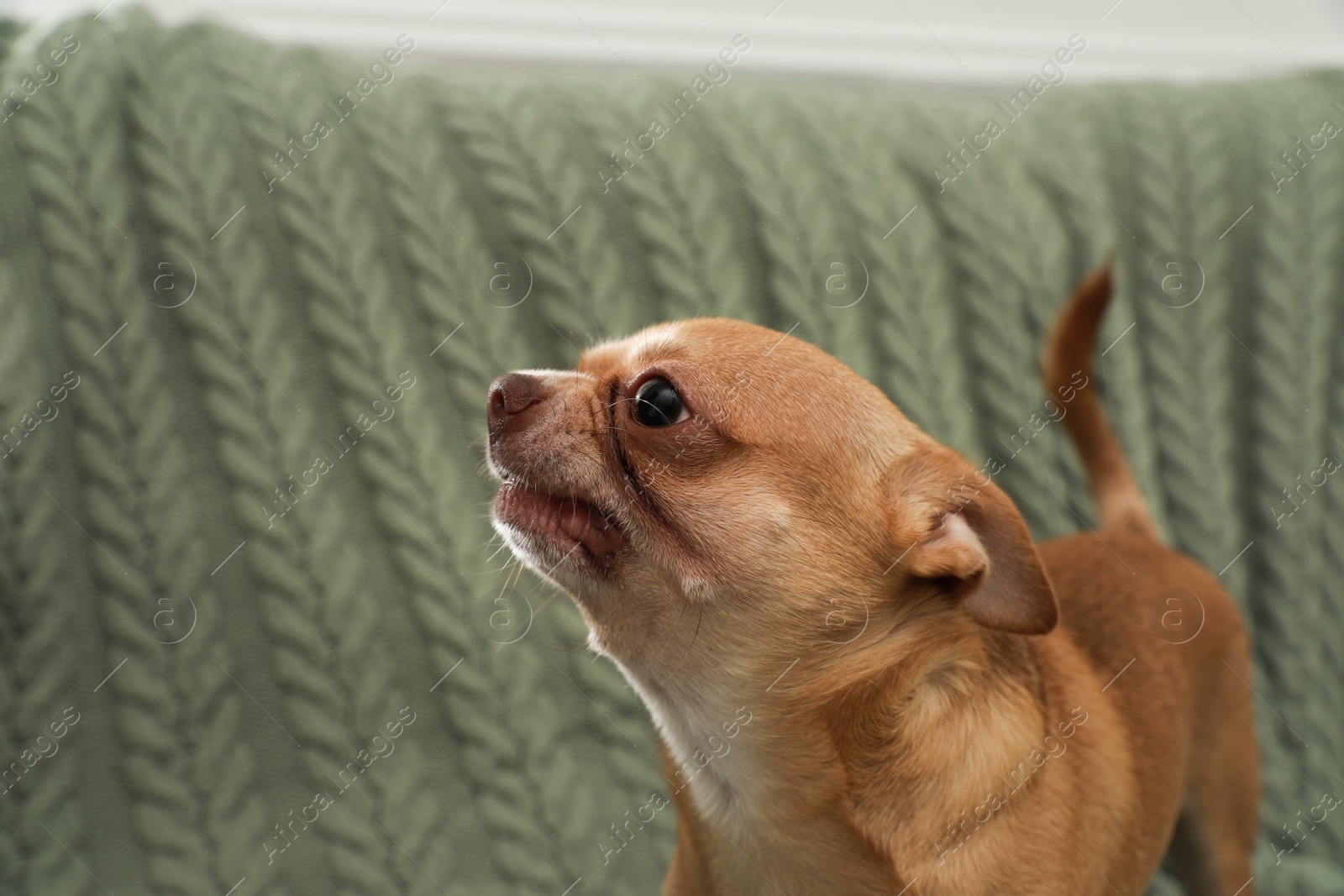 Photo of Aggressive small Chihuahua dog on sofa with blanket