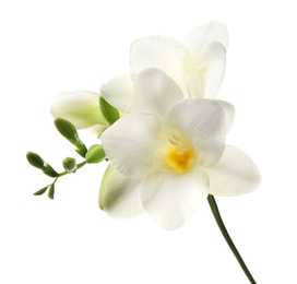 Photo of Beautiful freesia flower on white background